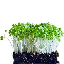 Tatsoi