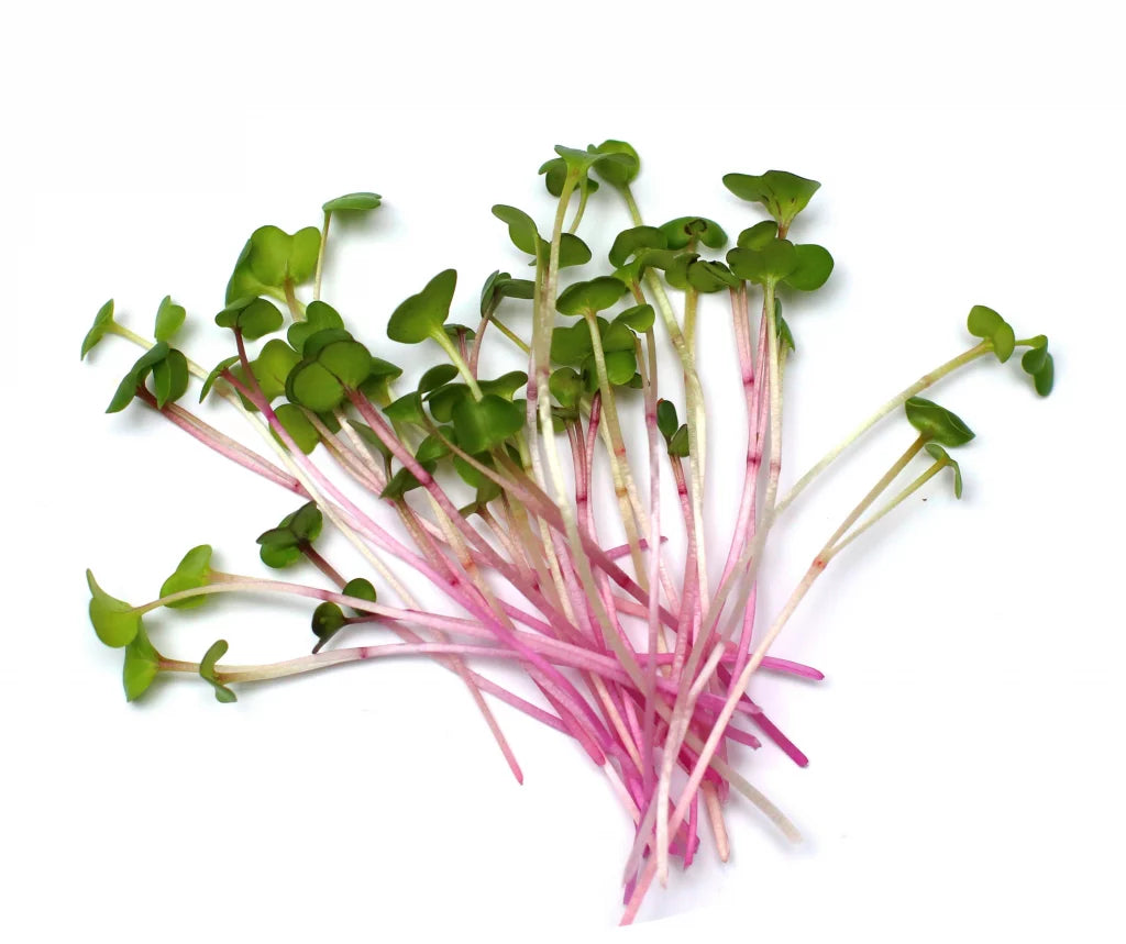 Radish