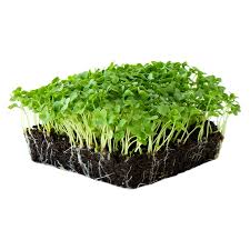 Kale grow